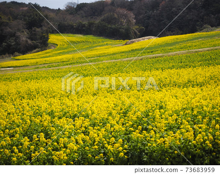 在淡路島強姦花朵 在淡路島強姦花朵 73683959