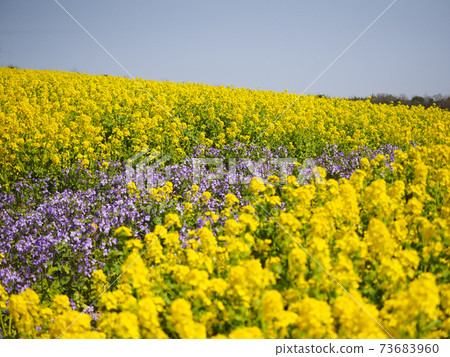 Rape blossoms in Awaji Island Rape blossoms in Awaji Island 73683960