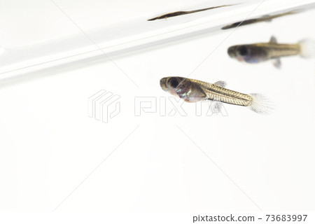 white guppy fry