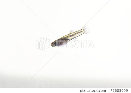 與白色背景上的黑色金屬花邊孔雀魚魚苗 與白色背景上的黑色金屬花邊孔雀魚魚苗 73683999