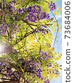 Overhead wisteria flowers and blue sky 73684006
