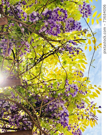 Overhead wisteria flowers and blue sky Overhead wisteria flowers and blue sky 73684006