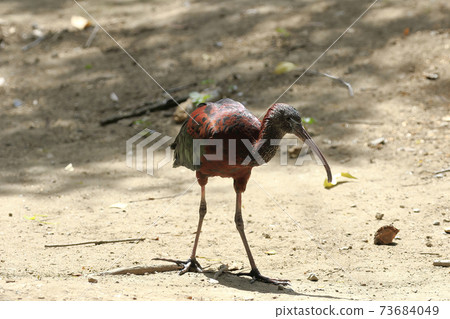 Australian birds, Glossy ibis Australian birds, Glossy ibis 73684049