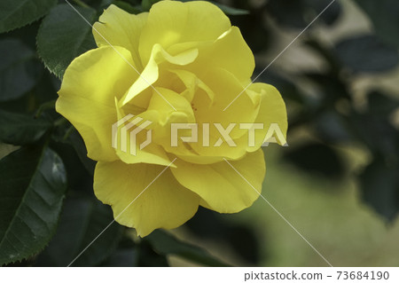 黃色玫瑰花 黃色玫瑰花 73684190