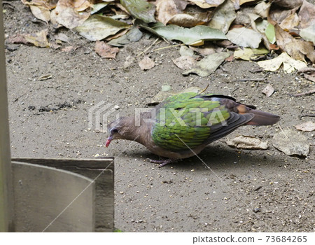 Australian birds emerald dove Australian birds emerald dove 73684265