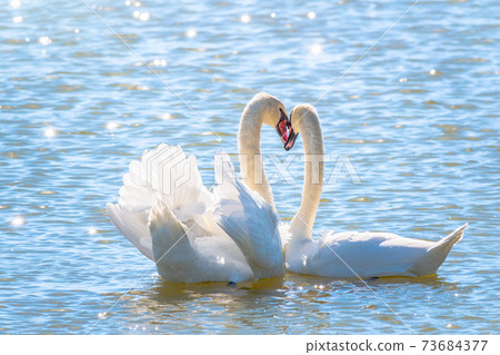 swans heart photography