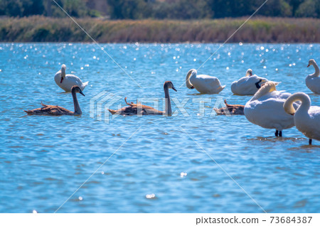 A white mute swans with orange and black beak and young brown coloured offspring with pink beak swimming in a lake with blue water on a sunny day. A white mute swans with orange and black beak and young brown coloured offspring with pink beak swimming in a lake with blue water on a sunny day. 73684387