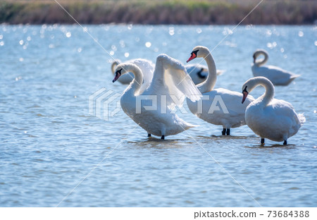 Graceful white Swan swimming in the lake and flaps its wings on the water. Graceful white Swan swimming in the lake and flaps its wings on the water. 73684388