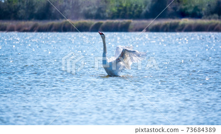 Graceful white Swan swimming in the lake and flaps its wings on the water. Valentine's Day background Graceful white Swan swimming in the lake and flaps its wings on the water. Valentine's Day background 73684389