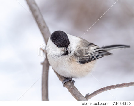Cute bird the willow tit, song bird sitting on a branch without leaves in the winter. Cute bird the willow tit, song bird sitting on a branch without leaves in the winter. 73684390