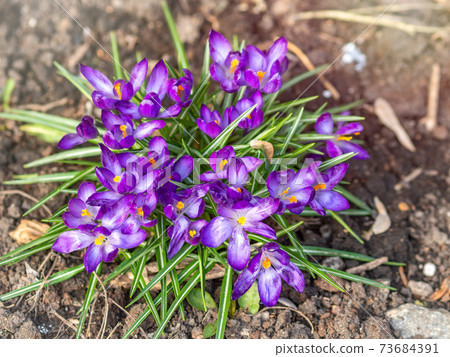 Purple primroses with green leaves on bare ground. Purple primroses with green leaves on bare ground. 73684391