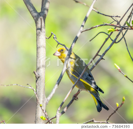 Green and yellow songbird, The European greenfinch sitting on a branch in spring. Green and yellow songbird, The European greenfinch sitting on a branch in spring. 73684393