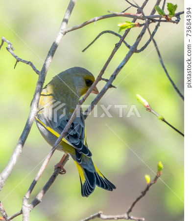 Green and yellow songbird, The European greenfinch sitting on a branch in spring. Green and yellow songbird, The European greenfinch sitting on a branch in spring. 73684394