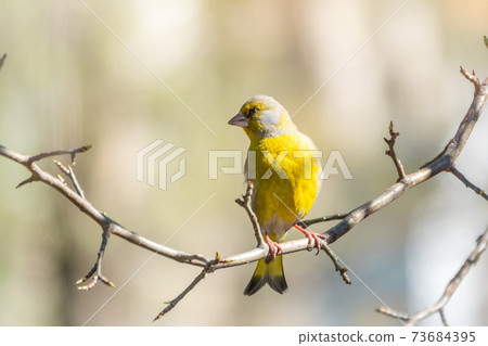 Green and yellow songbird, The European greenfinch sitting on a branch in spring. Green and yellow songbird, The European greenfinch sitting on a branch in spring. 73684395
