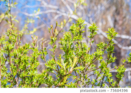 Spring branches with fresh green leaves on a background of blue sky. Spring branches with fresh green leaves on a background of blue sky. 73684396