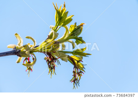 Spring branches with fresh green leaves on a background of blue sky. Spring branches with fresh green leaves on a background of blue sky. 73684397