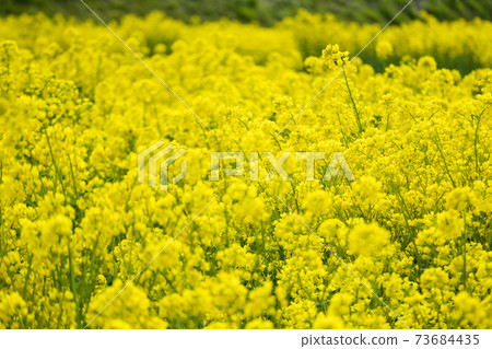 Rape flower field in full bloom 73684435