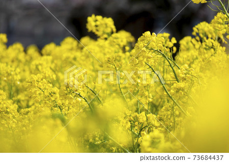 Rape flower field in full bloom Rape flower field in full bloom 73684437