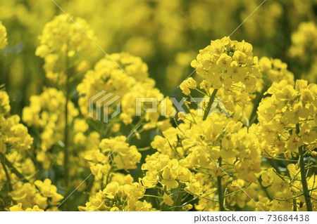Rape flower field in full bloom Rape flower field in full bloom 73684438