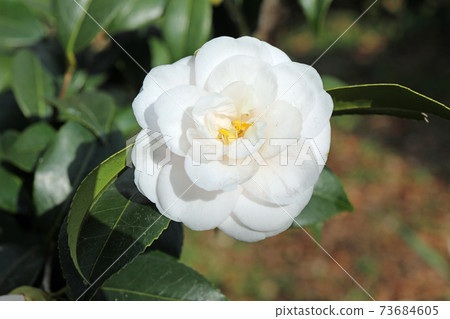 White camellia White camellia 73684605