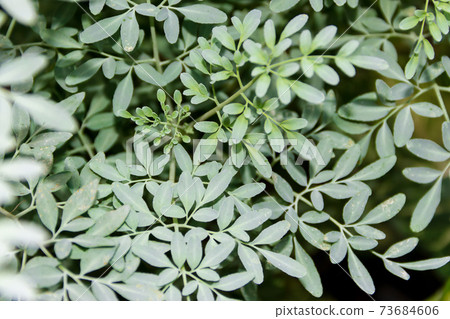Leaves of the medicinal plant Ruta graveolens with unfocused background Leaves of the medicinal plant Ruta graveolens with unfocused background 73684606