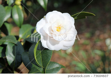 白色山茶花 白色山茶花 73684607