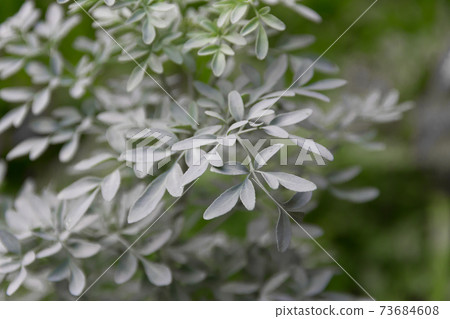 Leaves of the medicinal plant Ruta graveolens with unfocused background Leaves of the medicinal plant Ruta graveolens with unfocused background 73684608