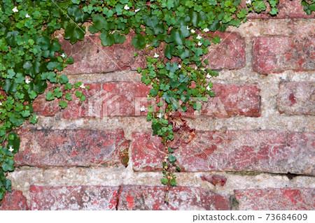 bricks background with ivy with white flowers 73684609
