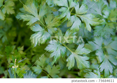 green leaves of fresh organic parsley from the garden 73684611