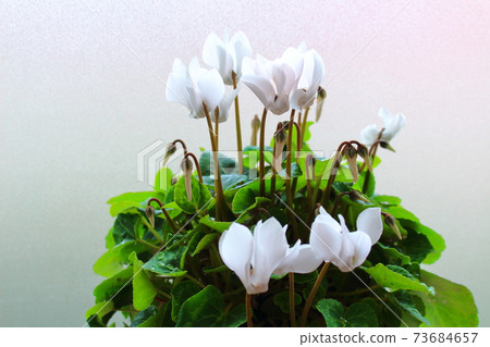 Beautiful cyclamen and trolius part 2101: Shikishi woven by flowers and plants part 2101 Beautiful cyclamen and trolius part 2101: Shikishi woven by flowers and plants part 2101 73684657