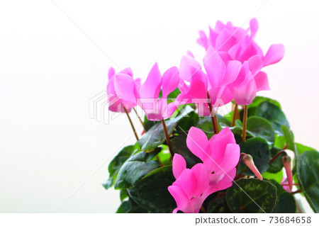 Beautiful cyclamen and trolius part 2101: Shikishi woven by flowers and plants part 2101 Beautiful cyclamen and trolius part 2101: Shikishi woven by flowers and plants part 2101 73684658