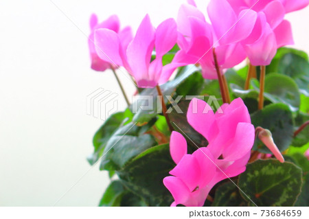 Beautiful cyclamen and trolius part 2101: Shikishi woven by flowers and plants part 2101 Beautiful cyclamen and trolius part 2101: Shikishi woven by flowers and plants part 2101 73684659