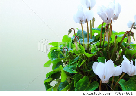 Beautiful cyclamen and trolius part 2101: Shikishi woven by flowers and plants part 2101 Beautiful cyclamen and trolius part 2101: Shikishi woven by flowers and plants part 2101 73684661