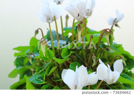 Beautiful cyclamen and trolius part 2101: Shikishi woven by flowers and plants part 2101 Beautiful cyclamen and trolius part 2101: Shikishi woven by flowers and plants part 2101 73684662