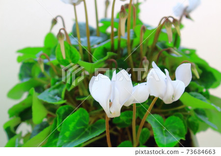 Beautiful cyclamen and trolius part 2101: Shikishi woven by flowers and plants part 2101 Beautiful cyclamen and trolius part 2101: Shikishi woven by flowers and plants part 2101 73684663
