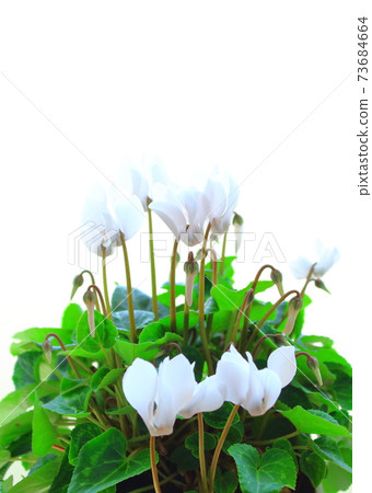 Beautiful cyclamen and trolius part 2101: Shikishi woven by flowers and plants part 2101 Beautiful cyclamen and trolius part 2101: Shikishi woven by flowers and plants part 2101 73684664
