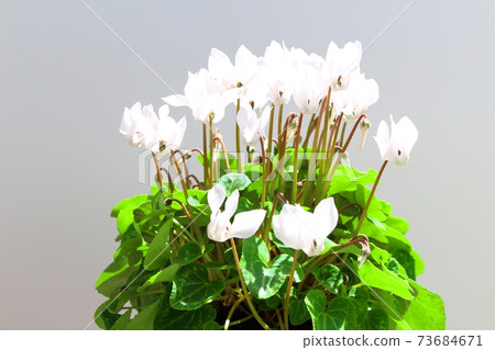 Beautiful cyclamen and trolius part 2101: Shikishi woven by flowers and plants part 2101 Beautiful cyclamen and trolius part 2101: Shikishi woven by flowers and plants part 2101 73684671