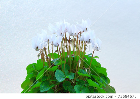 Beautiful cyclamen and trolius part 2101: Shikishi woven by flowers and plants part 2101 Beautiful cyclamen and trolius part 2101: Shikishi woven by flowers and plants part 2101 73684673