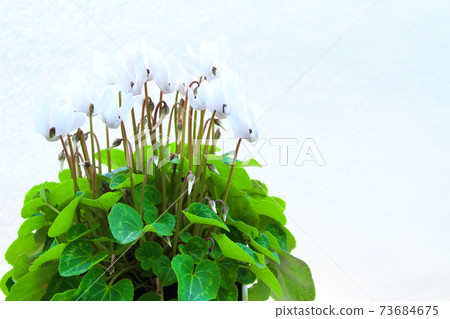 Beautiful cyclamen and trolius part 2101: Shikishi woven by flowers and plants part 2101 Beautiful cyclamen and trolius part 2101: Shikishi woven by flowers and plants part 2101 73684675
