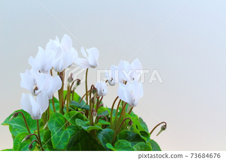 Beautiful cyclamen and trolius part 2101: Shikishi woven by flowers and plants part 2101 Beautiful cyclamen and trolius part 2101: Shikishi woven by flowers and plants part 2101 73684676