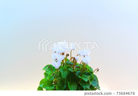 Beautiful cyclamen and trolius part 2101: Shikishi woven by flowers and plants part 2101 Beautiful cyclamen and trolius part 2101: Shikishi woven by flowers and plants part 2101 73684678