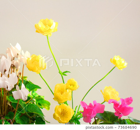 Beautiful cyclamen and trolius part 2101: Shikishi woven by flowers and plants part 2101 Beautiful cyclamen and trolius part 2101: Shikishi woven by flowers and plants part 2101 73684690