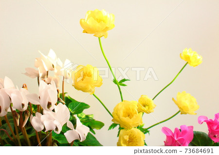 Beautiful cyclamen and trolius part 2101: Shikishi woven by flowers and plants part 2101 Beautiful cyclamen and trolius part 2101: Shikishi woven by flowers and plants part 2101 73684691