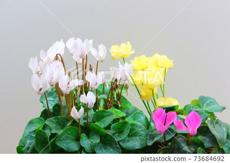 Beautiful cyclamen and trolius part 2101: Shikishi woven by flowers and plants part 2101 Beautiful cyclamen and trolius part 2101: Shikishi woven by flowers and plants part 2101 73684692