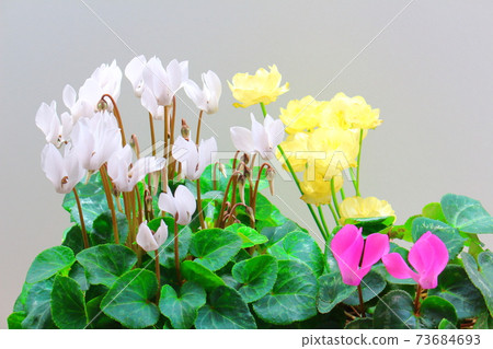 Beautiful cyclamen and trolius part 2101: Shikishi woven by flowers and plants part 2101 Beautiful cyclamen and trolius part 2101: Shikishi woven by flowers and plants part 2101 73684693