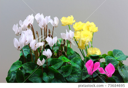 Beautiful cyclamen and trolius part 2101: Shikishi woven by flowers and plants part 2101 Beautiful cyclamen and trolius part 2101: Shikishi woven by flowers and plants part 2101 73684695