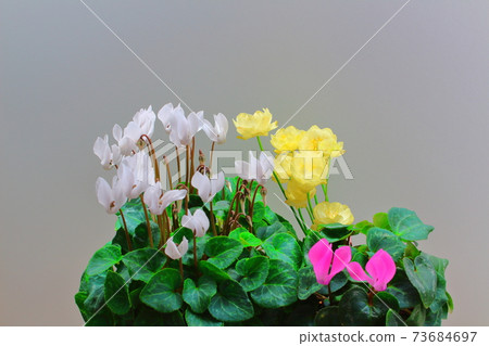 Beautiful cyclamen and trolius part 2101: Shikishi woven by flowers and plants part 2101 Beautiful cyclamen and trolius part 2101: Shikishi woven by flowers and plants part 2101 73684697