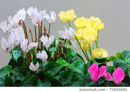Beautiful cyclamen and trolius part 2101: Shikishi woven by flowers and plants part 2101 Beautiful cyclamen and trolius part 2101: Shikishi woven by flowers and plants part 2101 73684698