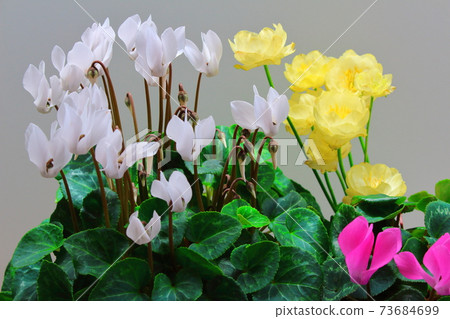 Beautiful cyclamen and trolius part 2101: Shikishi woven by flowers and plants part 2101 Beautiful cyclamen and trolius part 2101: Shikishi woven by flowers and plants part 2101 73684699