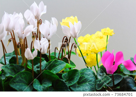 Beautiful cyclamen and trolius part 2101: Shikishi woven by flowers and plants part 2101 Beautiful cyclamen and trolius part 2101: Shikishi woven by flowers and plants part 2101 73684701